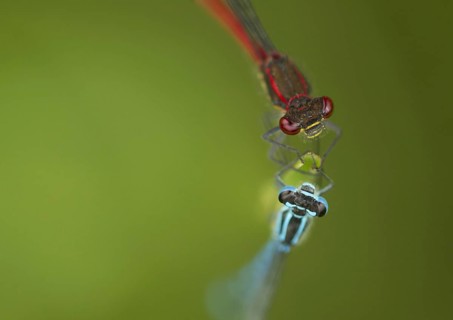 Azure Damselfly