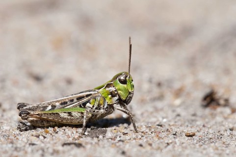 Spotted clubworm