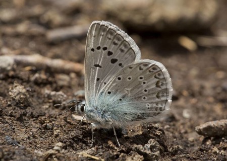 Zephyr Blue