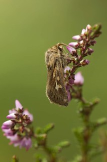 Antler moth