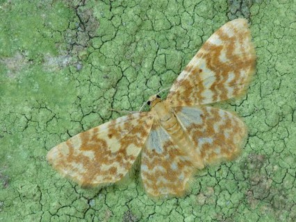 Yellow-striped alder moth