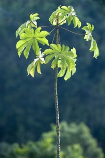 Ant tree