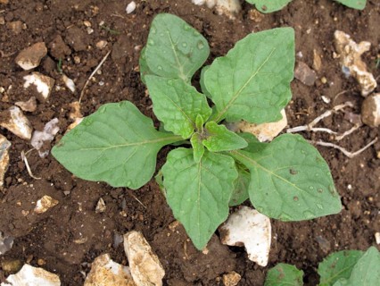 European black nightshade