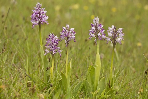 Military Orchid