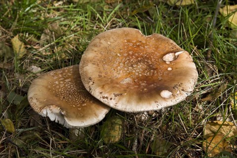 The fruiting bodies of blusher