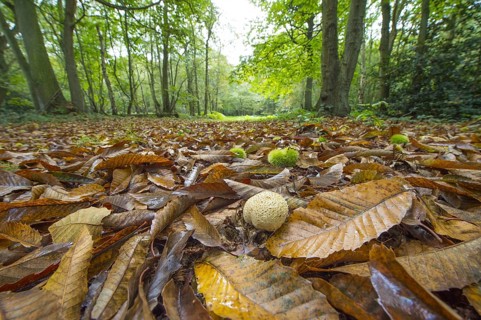 Common Earthball