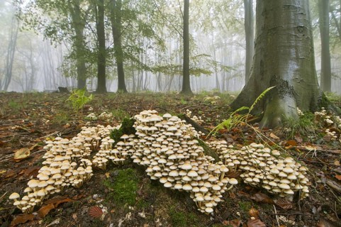 Sulphur tuft