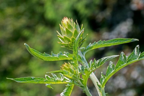 Globe artichoke