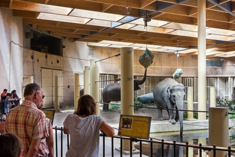 Visitors looking at asian elephants