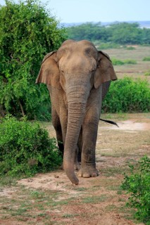 Sri lankan elephant