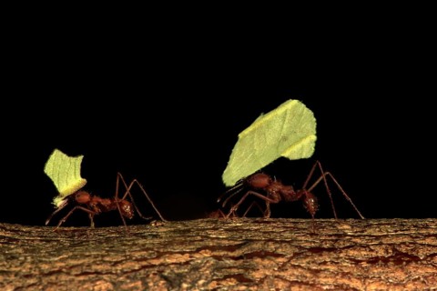 Leafcutter ant