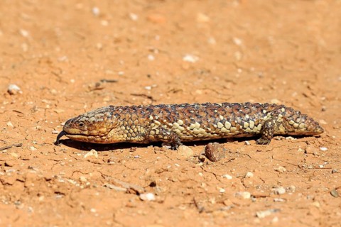 Tiliqua rugosa
