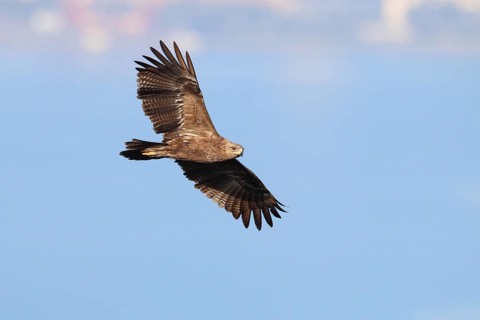 Lesser Spotted Eagle
