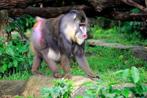 Mandrill