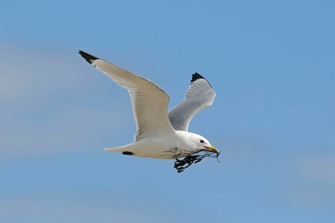 Black-legged Kittiwake