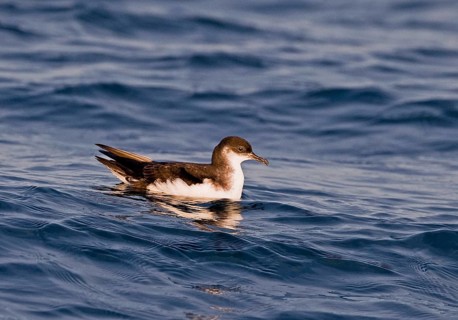 Manx Shearwater
