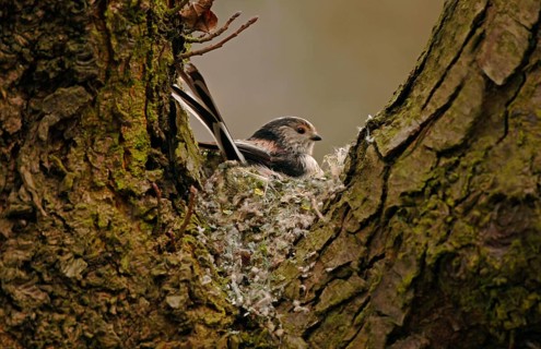 Long-tailed Tit