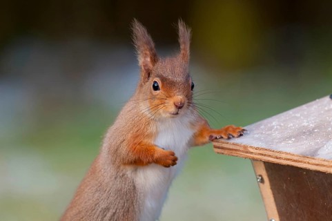 Eurasian red squirrel