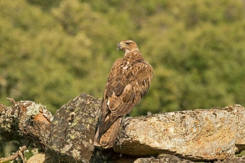 Bonelli's Eagle