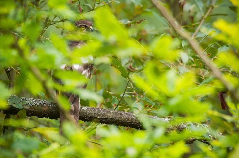 Eurasian Sparrowhawk