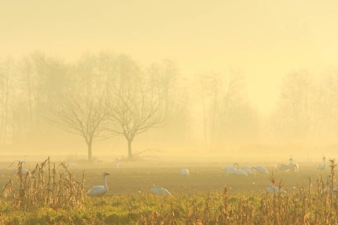 Trumpeter Swan