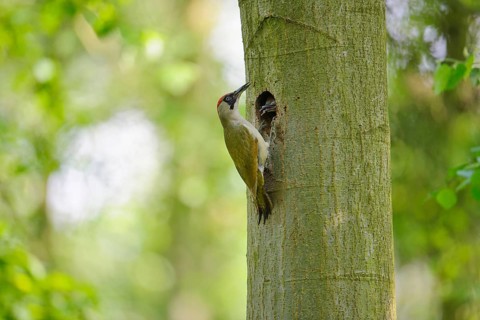 European Green Woodpecker