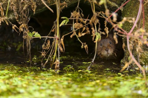 Eastern vole