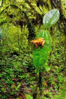 Brown reed frog