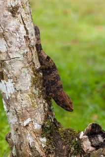 Short-horned chameleon