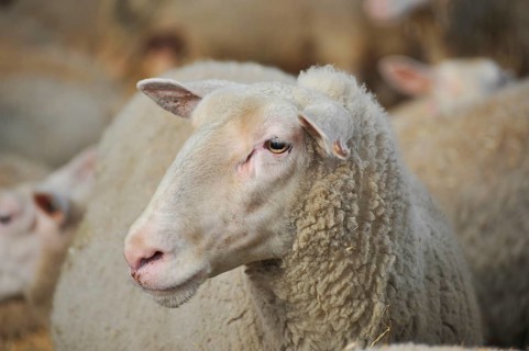 Domestic Sheep