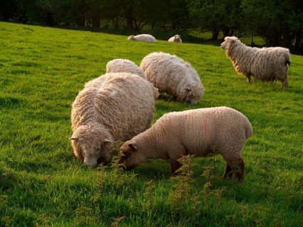 Domestic sheep