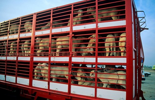 Sheep breeding