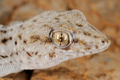 Tenerife geckos