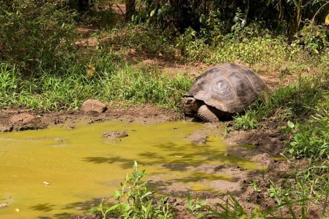 Testudo elephantopus porteri porteri porteri