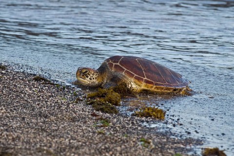 Chelonia mydas agassizi