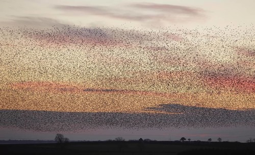 Common Starling