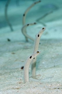 Spotted Garden Eel