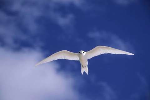 Fairy Tern