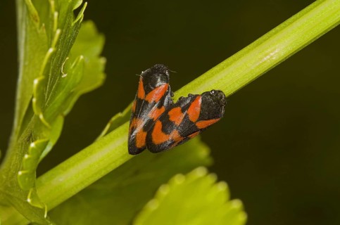 Red-and-black froghopper