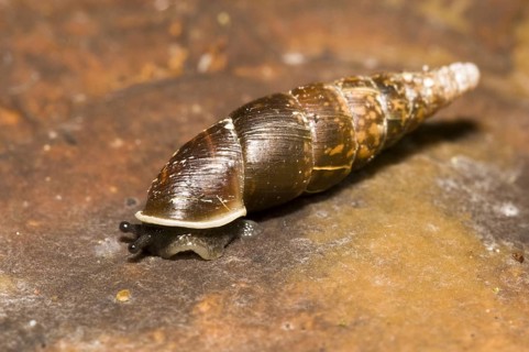Smooth Closing Mouth Snail