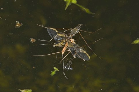 Common Pond Skater