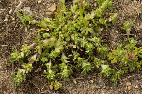 Parsley-piert