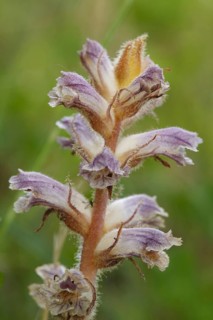 Common Broomrape
