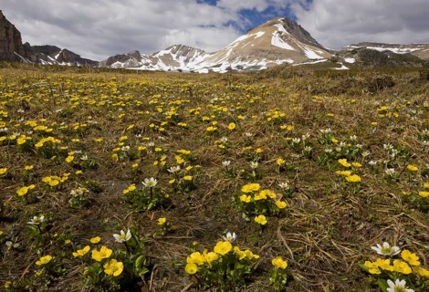 White Marsh Marigold