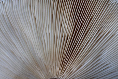 Shaggy shaggy parasol