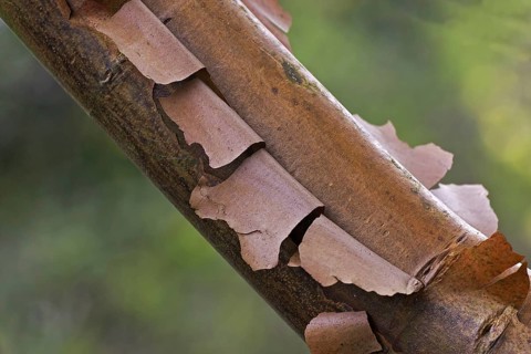 Paperbark paperbark maple