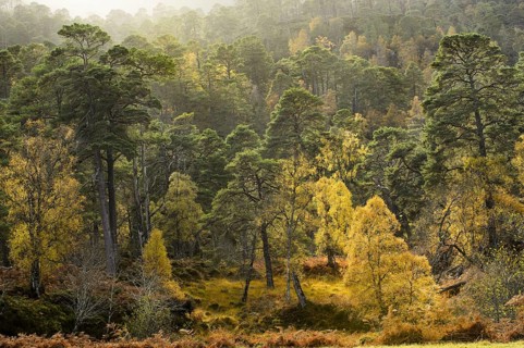 Forest habitat scots pine