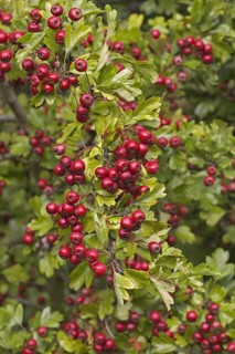 Common Hawthorn