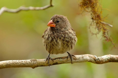 Woodpecker Finch