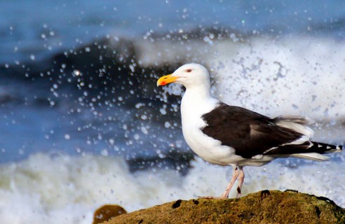 Great black-backed gull